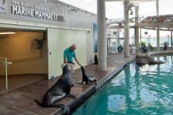 New England Aquarium